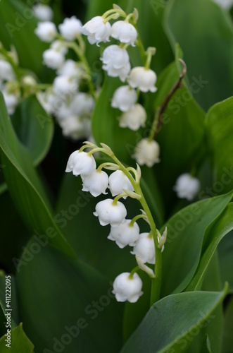 konwalia majowa, zbliżenie kwiatu, Convallaria majalis