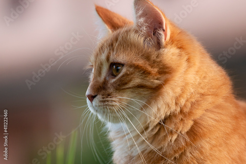 portrait of a red cat 
