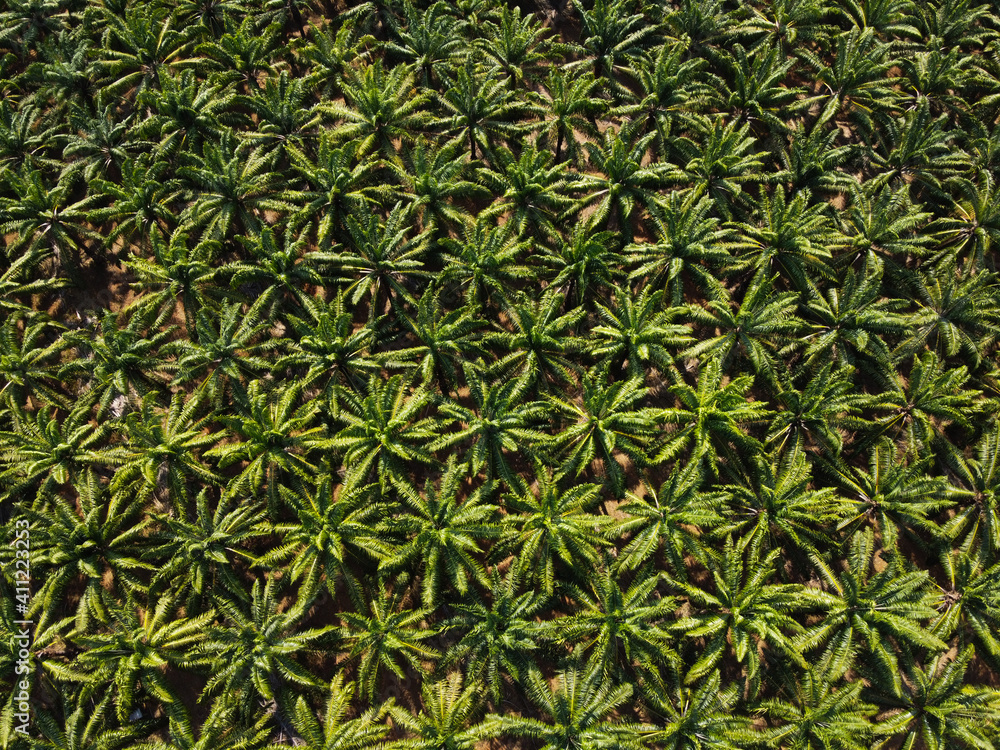 Beautiful pattern of palm tree field in southern of Thailand. Beautiful pattern of palm tree field in southern of Thailand.