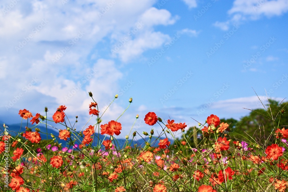 Close-up Of Flowering Plants On Field Against Sky