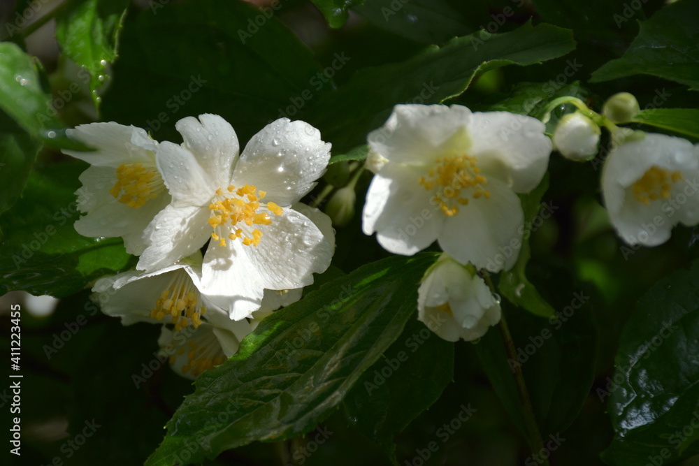 A white Spiraea Vanhouttei flower in drops of rain.