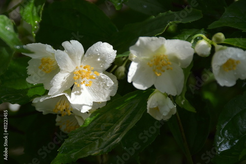 A white Spiraea Vanhouttei flower in drops of rain.