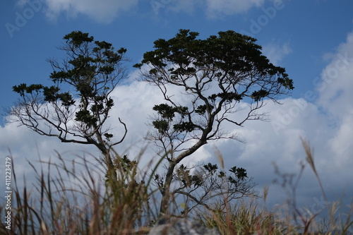 秋吉台風景 photo