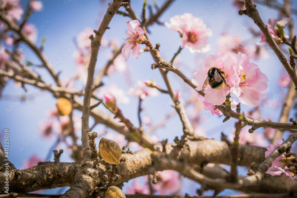 Abejorro en flor de almendro recogiendo polen Abejorro en flor de almendro recogiendo polen