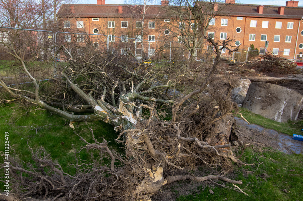 Obraz premium Borttagna trädet.