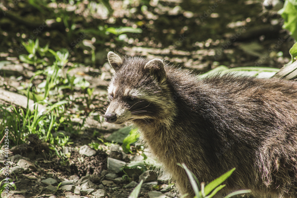Raccoon in nature. Animal theme. Wildlife park in Warstein, Germany Raccoon in nature. Animal theme. Wildlife park in Warstein, Germany
