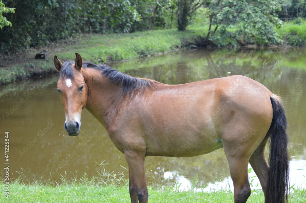 Fototapeta premium cavalo