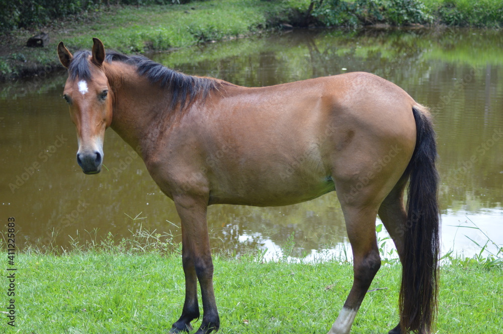 Obraz premium cavalo