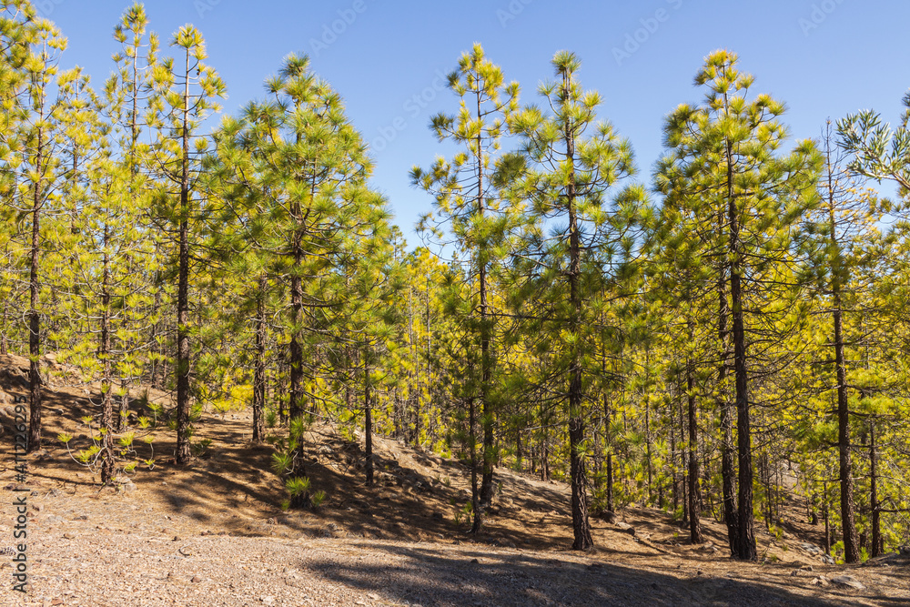 A pine forest from Tenerife Island