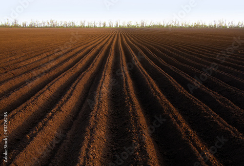Plowed  Planted And Hilling Rows Black-earth Field. Ground Texture