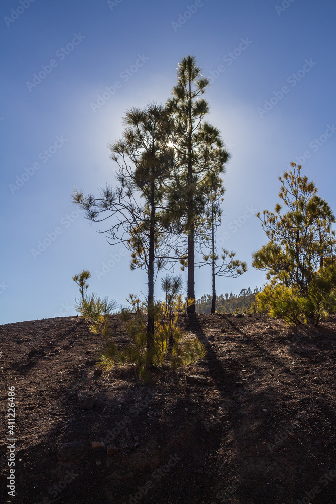Fototapeta premium Pine trees from tenerife 