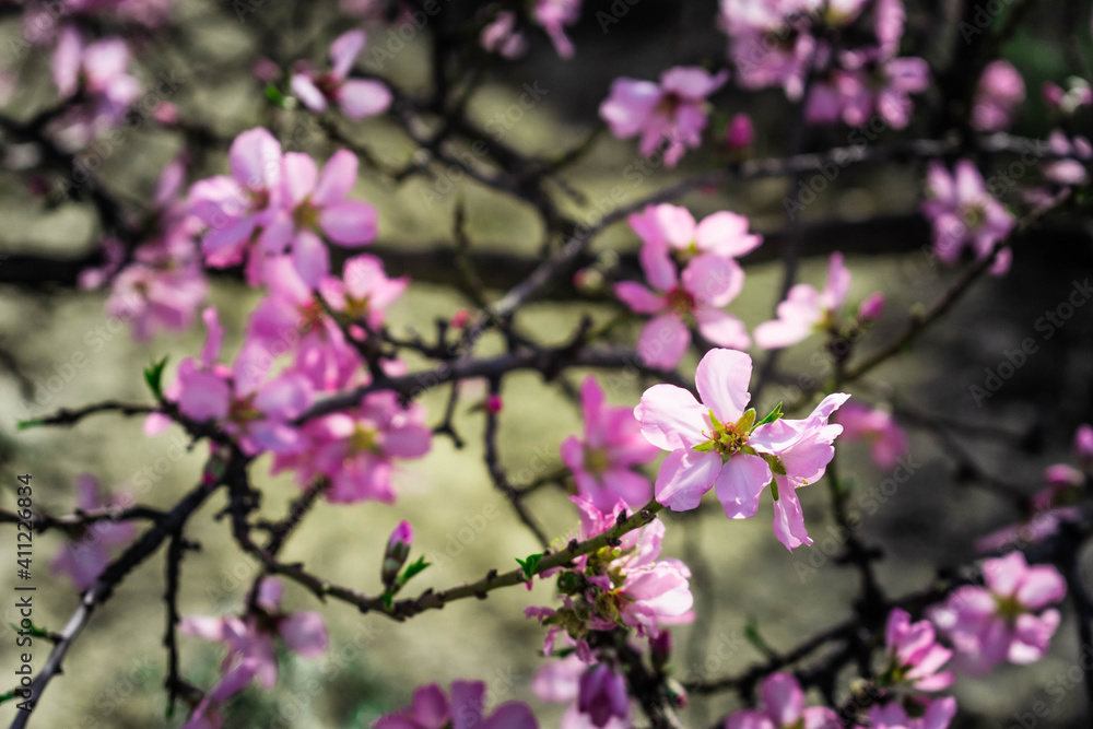 Flores de almendro Flores de almendro