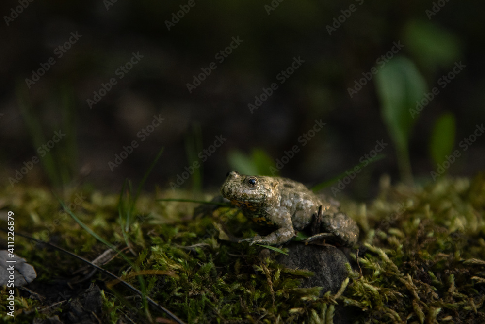 Bombina variegata with the common name Yellow-bellied toad, belongs to the Amphibians group. Bombina variegata with the common name Yellow-bellied toad, belongs to the Amphibians group.