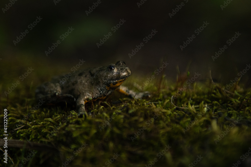 Bombina variegata with the common name Yellow-bellied toad, belongs to the Amphibians group.