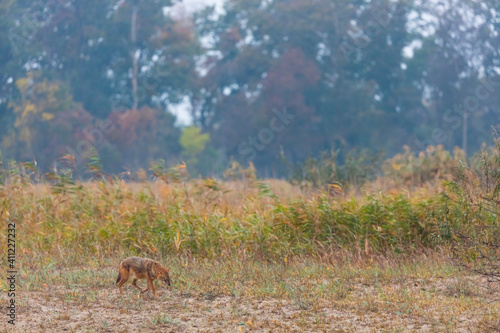 Golden jackal - CHACAL DORADO  Canis aureus   Danube Delta - DELTA DEL DANUBIO  Ramsar Wetland  Unesco World Heritgage Site  Tulcea County  Romania  Europe