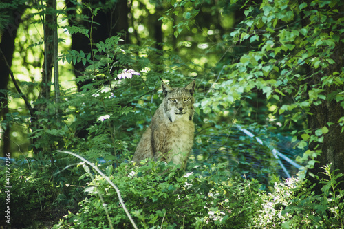 Canvas Print Lynx hidden in the forest