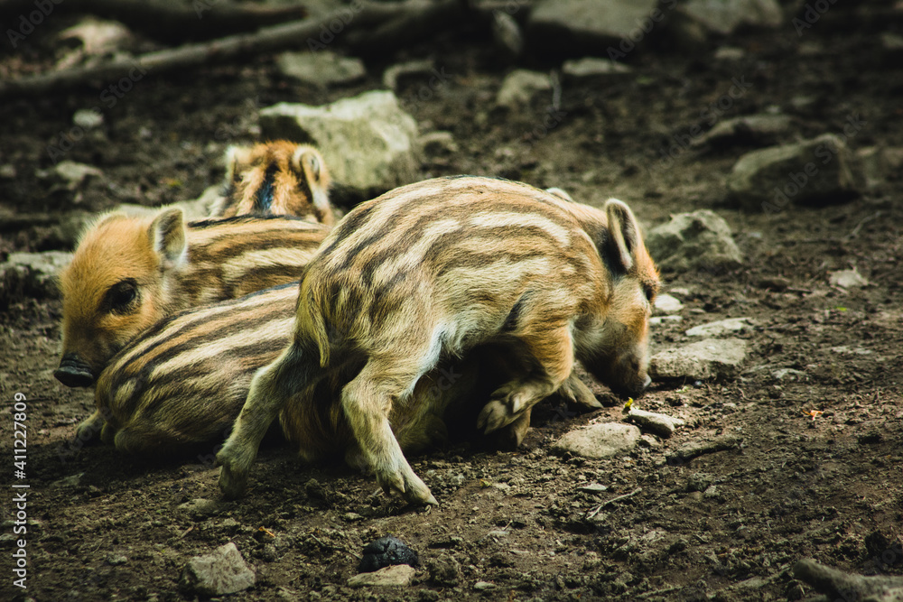Young wild boar in animal enclosure. Animal theme. Wildlife park in Warstein, Germany Young wild boar in animal enclosure. Animal theme. Wildlife park in Warstein, Germany