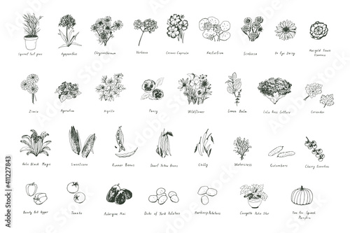 Flowers, herbs, vegetables hand drawn doodle vector illustrations set