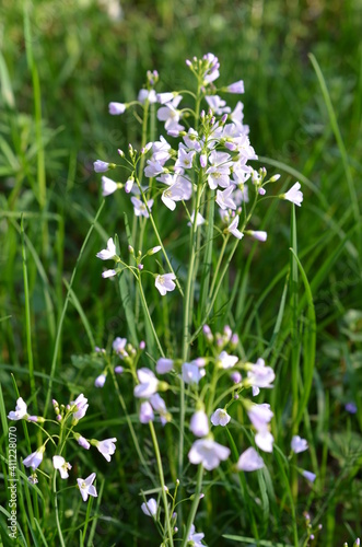 rze  ucha     kowa  Cardamine pratensis