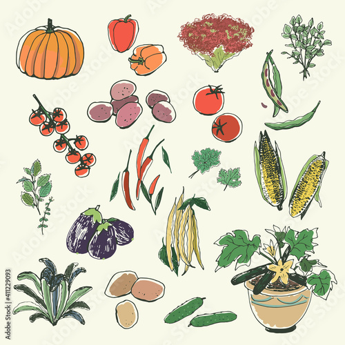 vegetables pumpkin, tomato, cucumber, potato vector  illustrations set
