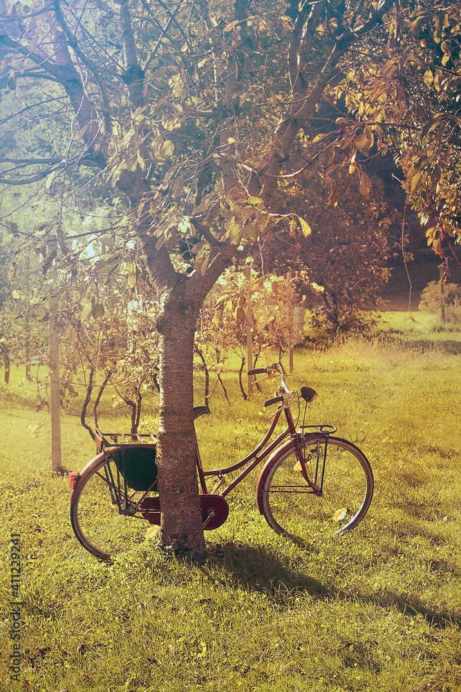 Fototapeta premium parked bicycle in a field of trees. Sunset light warm colors effect 
