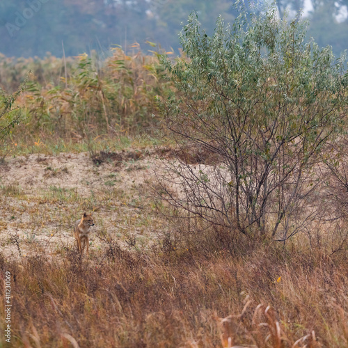 Golden jackal - CHACAL DORADO (Canis aureus), Danube Delta - DELTA DEL DANUBIO, Ramsar Wetland, Unesco World Heritgage Site, Tulcea County, Romania, Europe