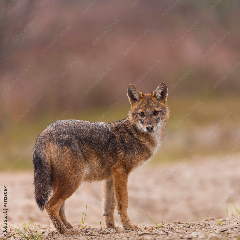 Golden jackal - CHACAL DORADO (Canis aureus), Danube Delta - DELTA DEL DANUBIO, Ramsar Wetland, Unesco World Heritgage Site, Tulcea County, Romania, Europe Golden jackal - CHACAL DORADO (Canis aureus), Danube Delta - DELTA DEL DANUBIO, Ramsar Wetland, Unesco World Heritgage Site, Tulcea County, Romania, Europe
