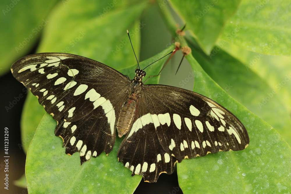Fototapeta premium brauner tropischer Schmetterling mit gelben Flecken auf grünem Blatt