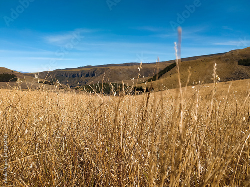 field of wheat