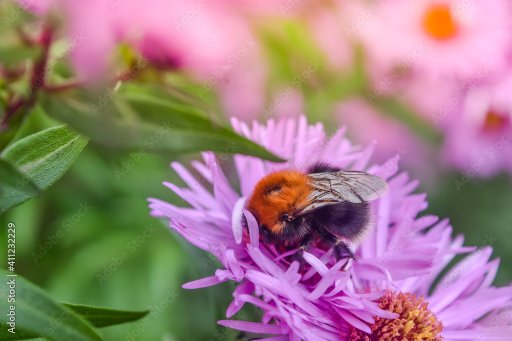 Bee is working on Aster amellus flower, the Europe Michaelmas daisy, pink daisies flowers in Queen park, Bolton, England, select focus. Bee is working on Aster amellus flower, the Europe Michaelmas daisy, pink daisies flowers in Queen park, Bolton, England, select focus.