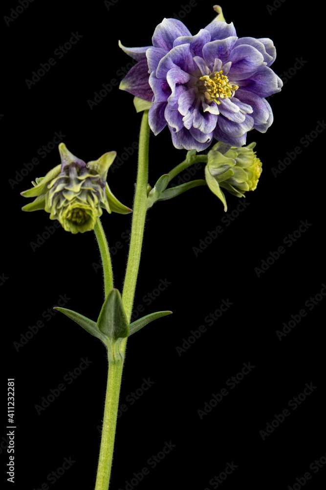 Violet flower of aquilegia, blossom of catchment closeup, isolated on black background Violet flower of aquilegia, blossom of catchment closeup, isolated on black background