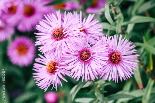 Michaelmas Daisy  Aster amellus flower  the pink daisies flowers in Queen park  Bolton  England  select focus.