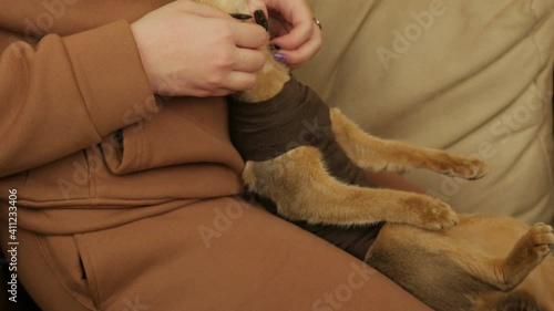 Girl Stroking A Cat In Her Arms