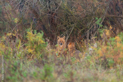 Golden jackal - CHACAL DORADO (Canis aureus), Danube Delta - DELTA DEL DANUBIO, Ramsar Wetland, Unesco World Heritgage Site, Tulcea County, Romania, Europe © JUAN CARLOS MUNOZ