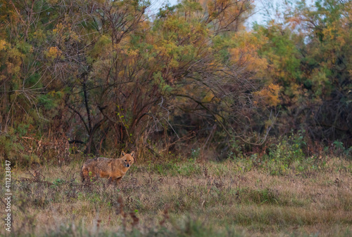 Golden jackal - CHACAL DORADO  Canis aureus   Danube Delta - DELTA DEL DANUBIO  Ramsar Wetland  Unesco World Heritgage Site  Tulcea County  Romania  Europe