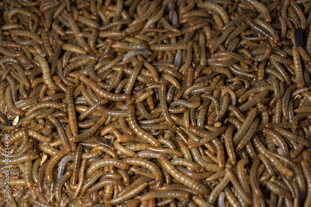 many mealworms. tenebrio molitor
