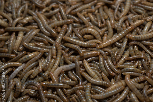 many mealworms. tenebrio molitor