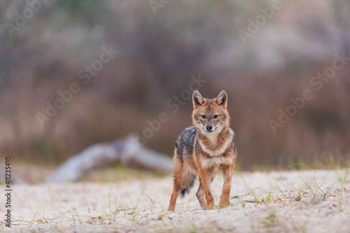 Foto Golden jackal - CHACAL DORADO (Canis aureus), Danube Delta - DELTA DEL DANUBIO,