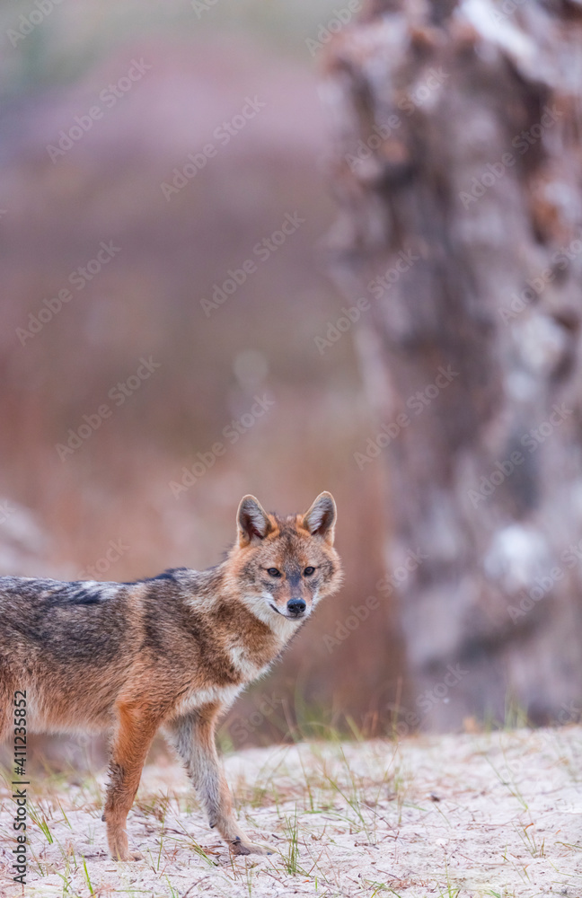 Naklejka premium Golden jackal - CHACAL DORADO (Canis aureus), Danube Delta - DELTA DEL DANUBIO, Ramsar Wetland, Unesco World Heritgage Site, Tulcea County, Romania, Europe