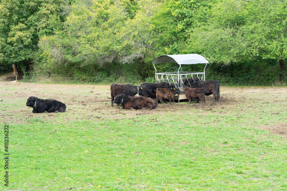 Obraz premium Galloway Rinder