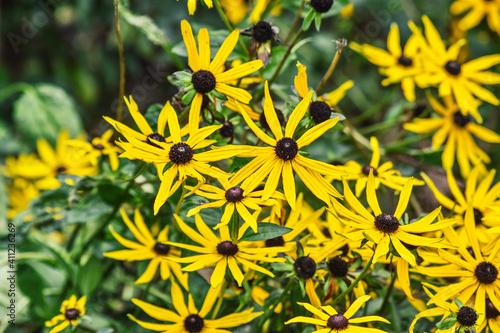 The yellow flower of Rudbeckia fulgida or yellow coneflower in Queen park, Bolton, England, UK photo