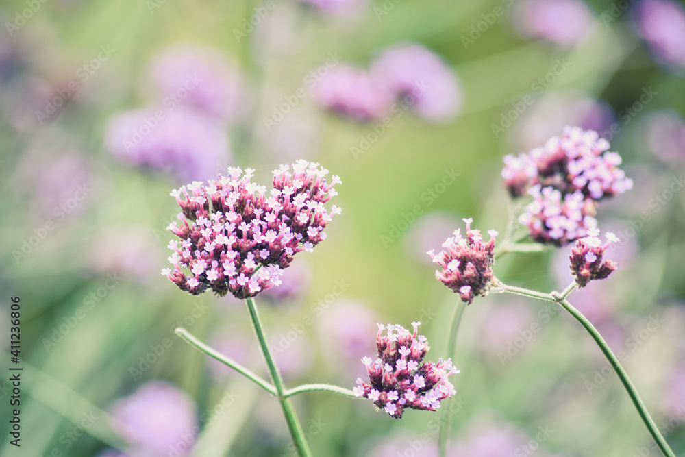 Fototapeta premium Beautiful purple flower of Verbena Bonariensis, purpletop vervien, clustertop vervain, Verbena Bonariensis in England, UK, Vintage colour.