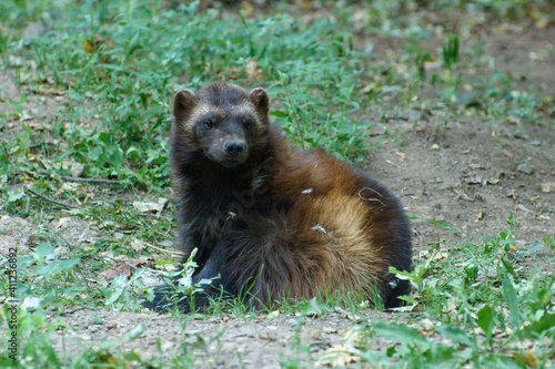 Wolverine (Gulo gulo) in the meadow.