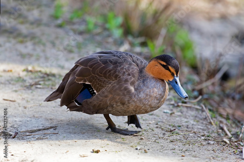 Philippine Duck, Anas luzonica, walking on the shore photo