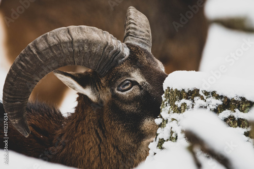 Mufflon im Schnee I photo