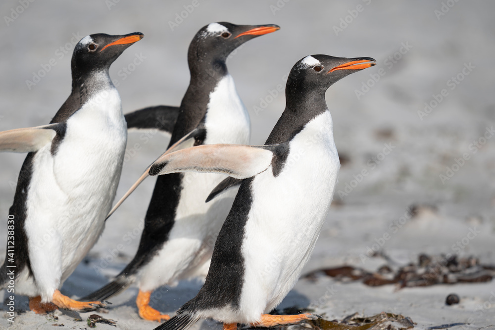 Obraz premium The Gentoo penguin (Pygoscelis papua)