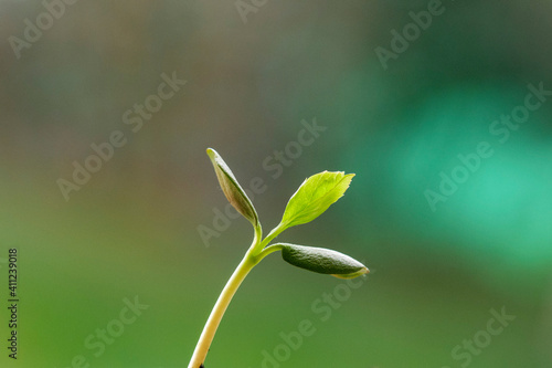 bud of a plant