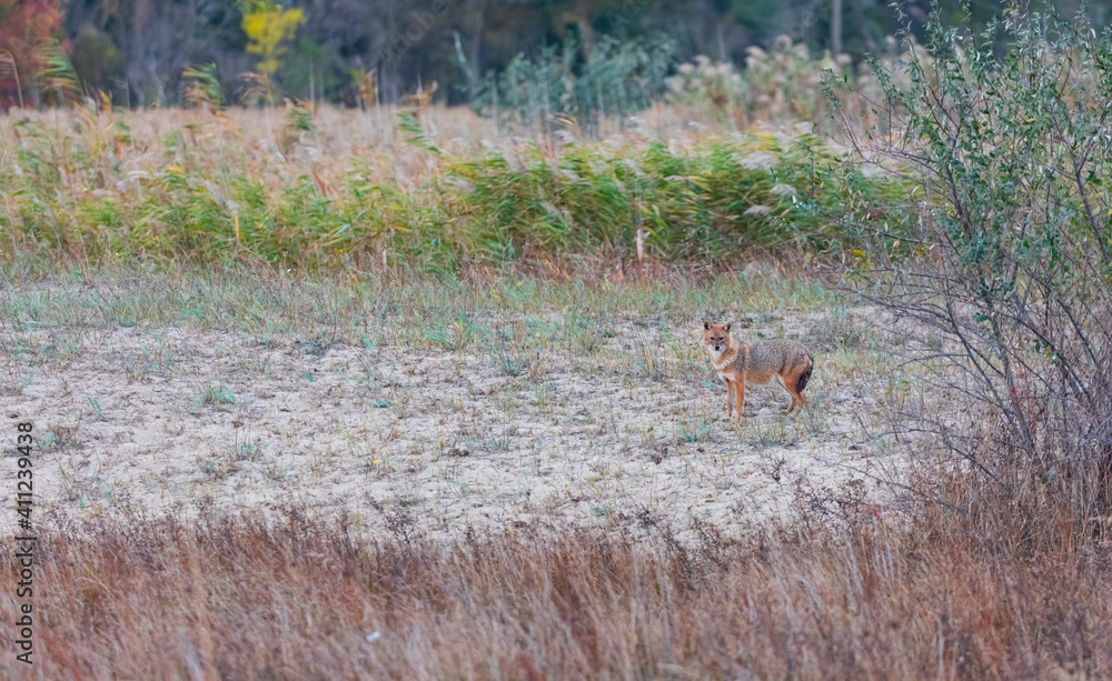 Golden jackal - CHACAL DORADO (Canis aureus), Danube Delta - DELTA DEL DANUBIO, Ramsar Wetland, Unesco World Heritgage Site, Tulcea County, Romania, Europe Golden jackal - CHACAL DORADO (Canis aureus), Danube Delta - DELTA DEL DANUBIO, Ramsar Wetland, Unesco World Heritgage Site, Tulcea County, Romania, Europe