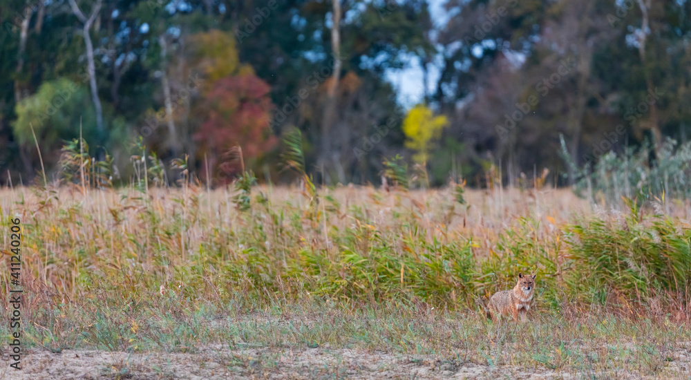Golden jackal - CHACAL DORADO (Canis aureus), Danube Delta - DELTA DEL DANUBIO, Ramsar Wetland, Unesco World Heritgage Site, Tulcea County, Romania, Europe Golden jackal - CHACAL DORADO (Canis aureus), Danube Delta - DELTA DEL DANUBIO, Ramsar Wetland, Unesco World Heritgage Site, Tulcea County, Romania, Europe