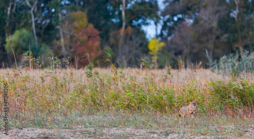 Golden jackal - CHACAL DORADO (Canis aureus), Danube Delta - DELTA DEL DANUBIO, Ramsar Wetland, Unesco World Heritgage Site, Tulcea County, Romania, Europe © JUAN CARLOS MUNOZ